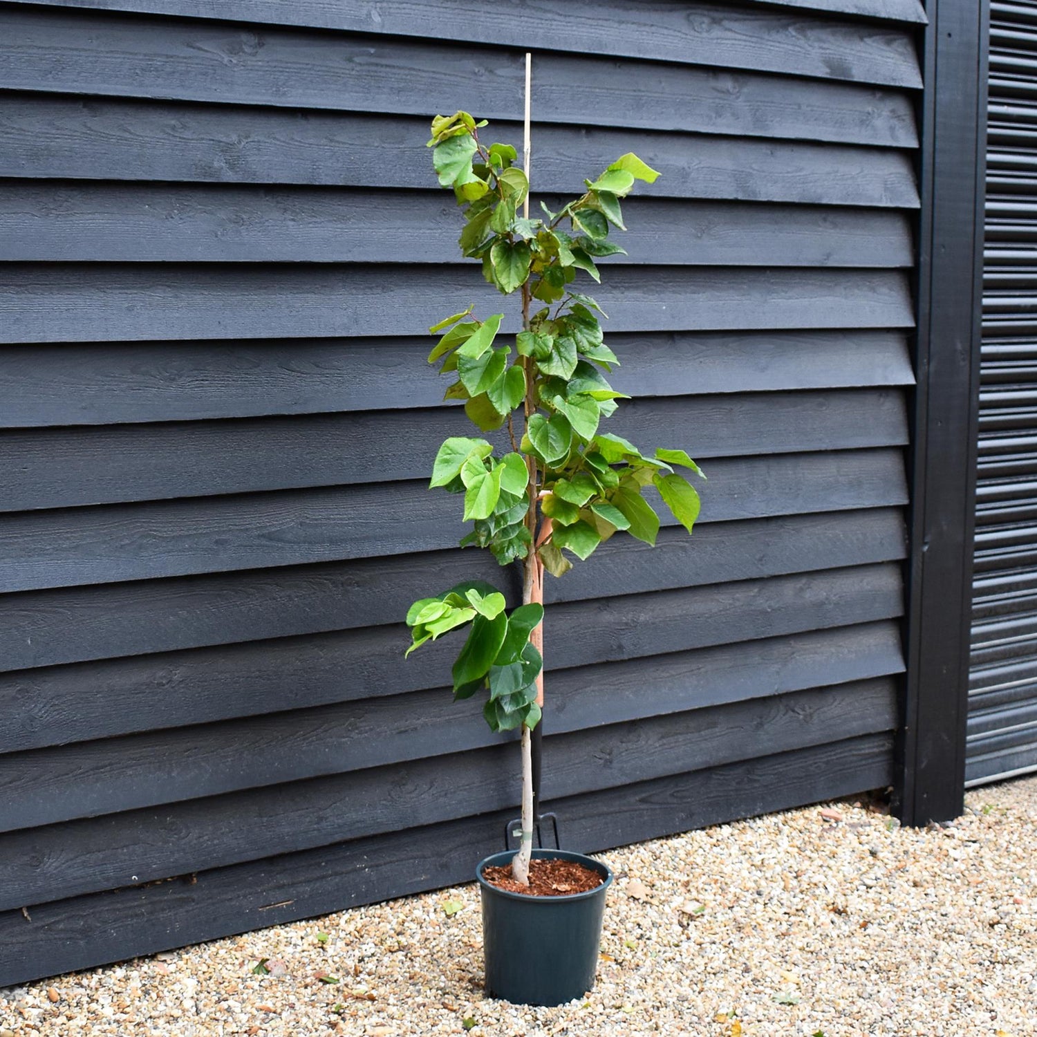Cercis chinensis 'Avondale' - Height 150-160cm - 12lt