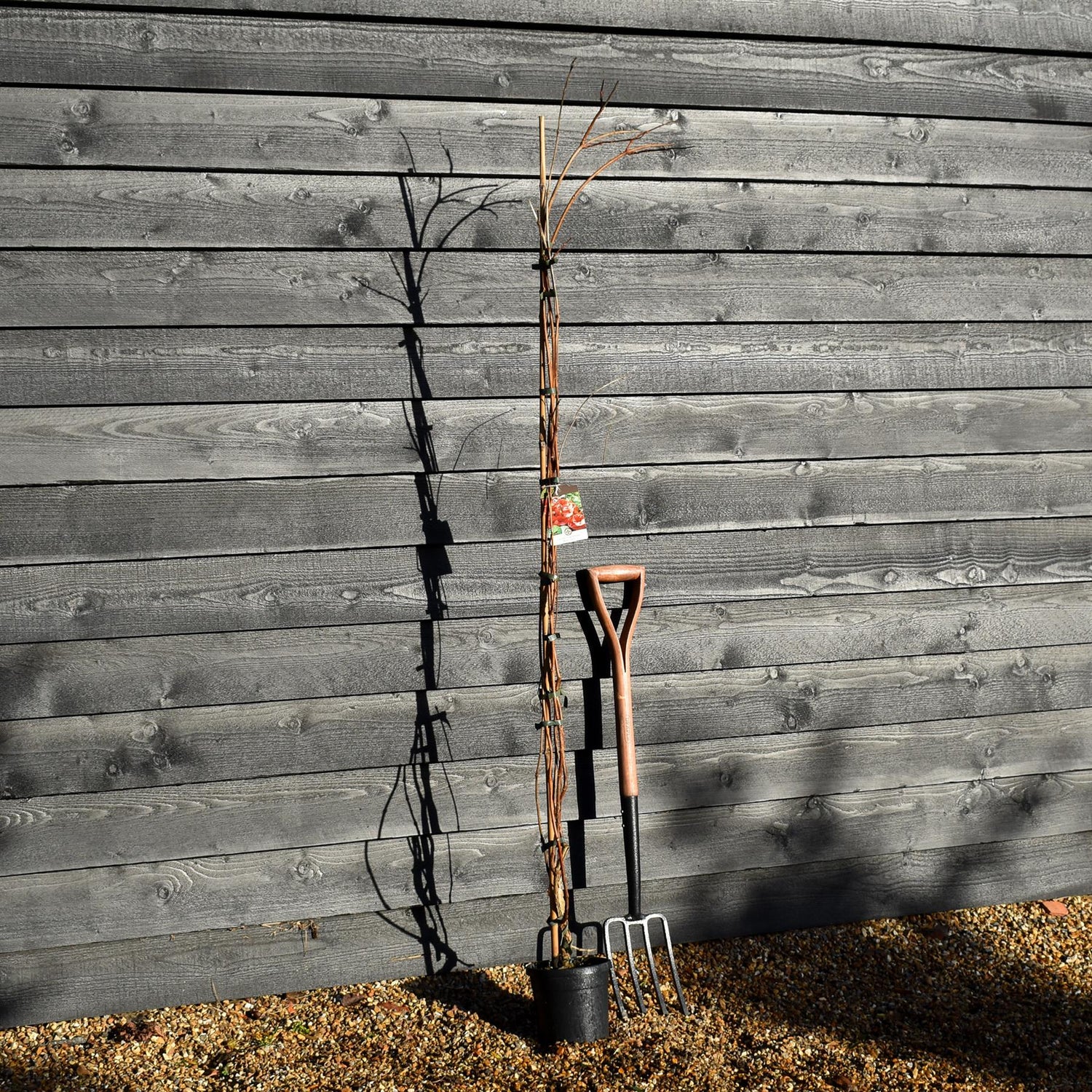 Campsis 'Madam Galen' - Deciduous Climber - Height 180-200cm - 9lt