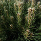 Pinus Summer Breeze | Pinus nigra ‘Aron’ - Stem - 100-110cm, 10lt