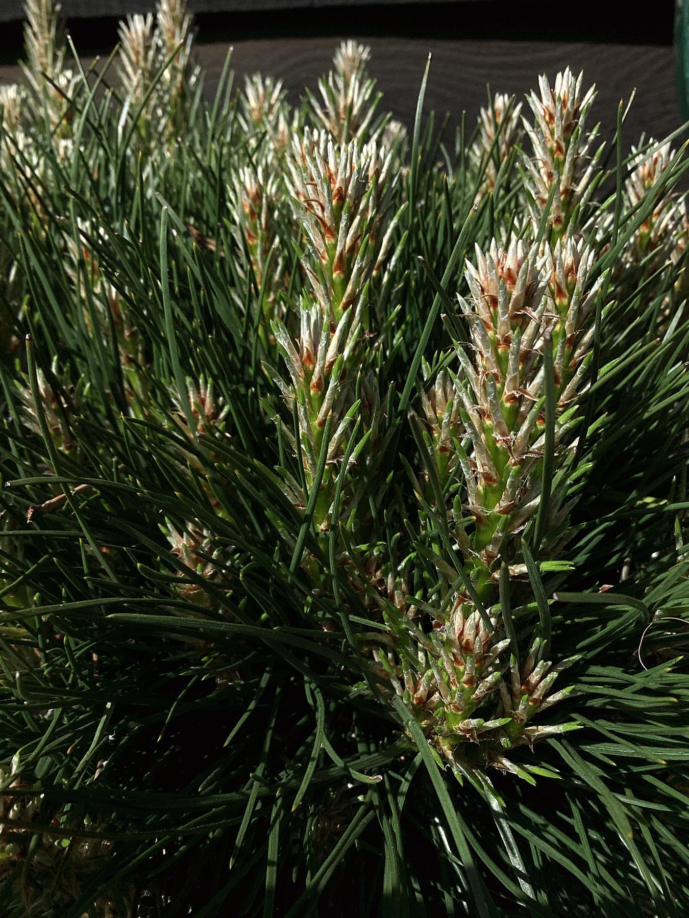 Pinus Summer Breeze | Pinus nigra ‘Aron’ - Stem - 100-110cm, 10lt