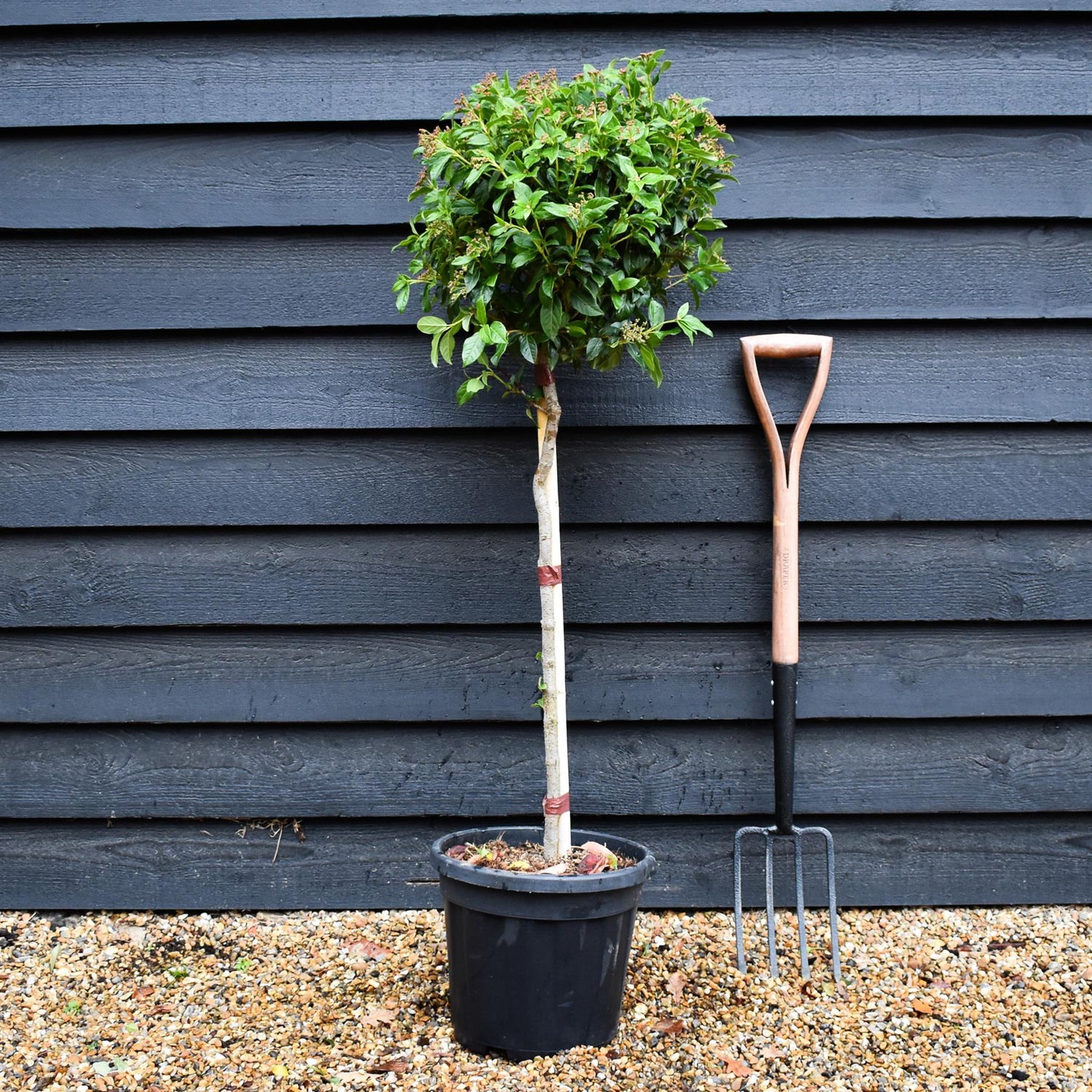 Viburnum Tinus Eve Price | Laurustinus 'Eve Price' - Single Stem - Height 110cm - 15lt