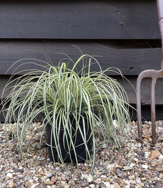 Carex oshimensis Moonlight - 20-30cm - 3lt