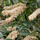 Prunus Lusitanica Angustifolia Standard Girth 19-28cm - 300cm, 160lt