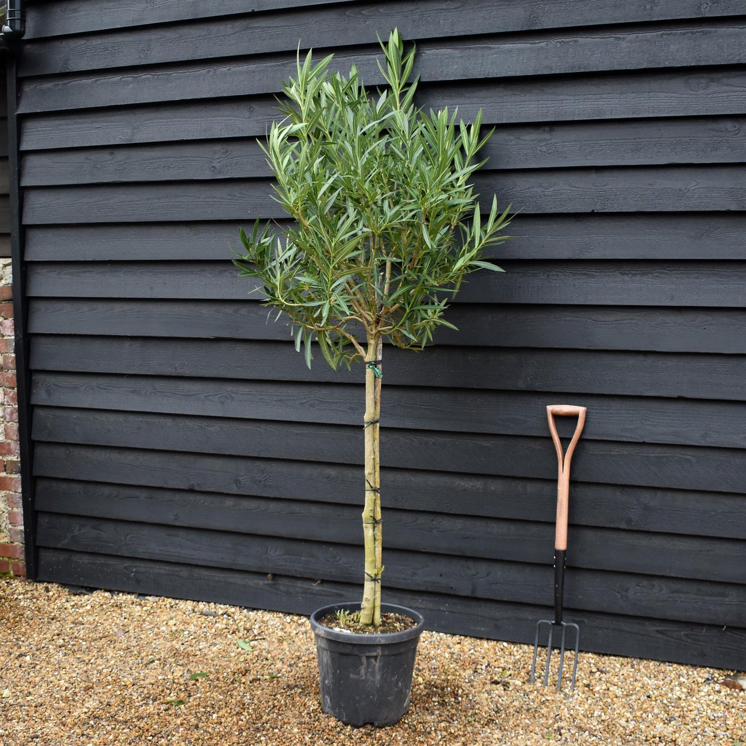 Nerium oleander - Bianco Semplice - Clear Stem 90-100cm - Height 190-220cm - 25lt