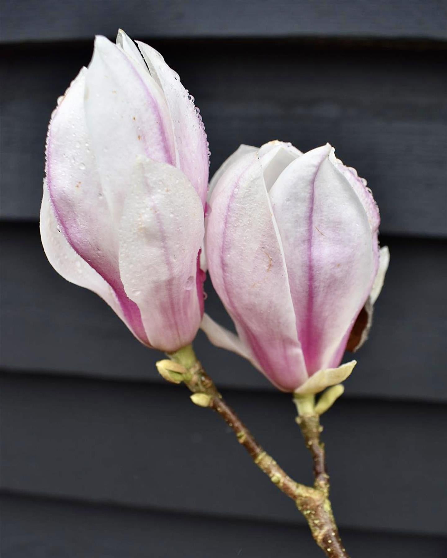 ☆Magnolia☆ Ann Magnolia (Magnolia 'Ann') in Chatham Kent Wallaceburg