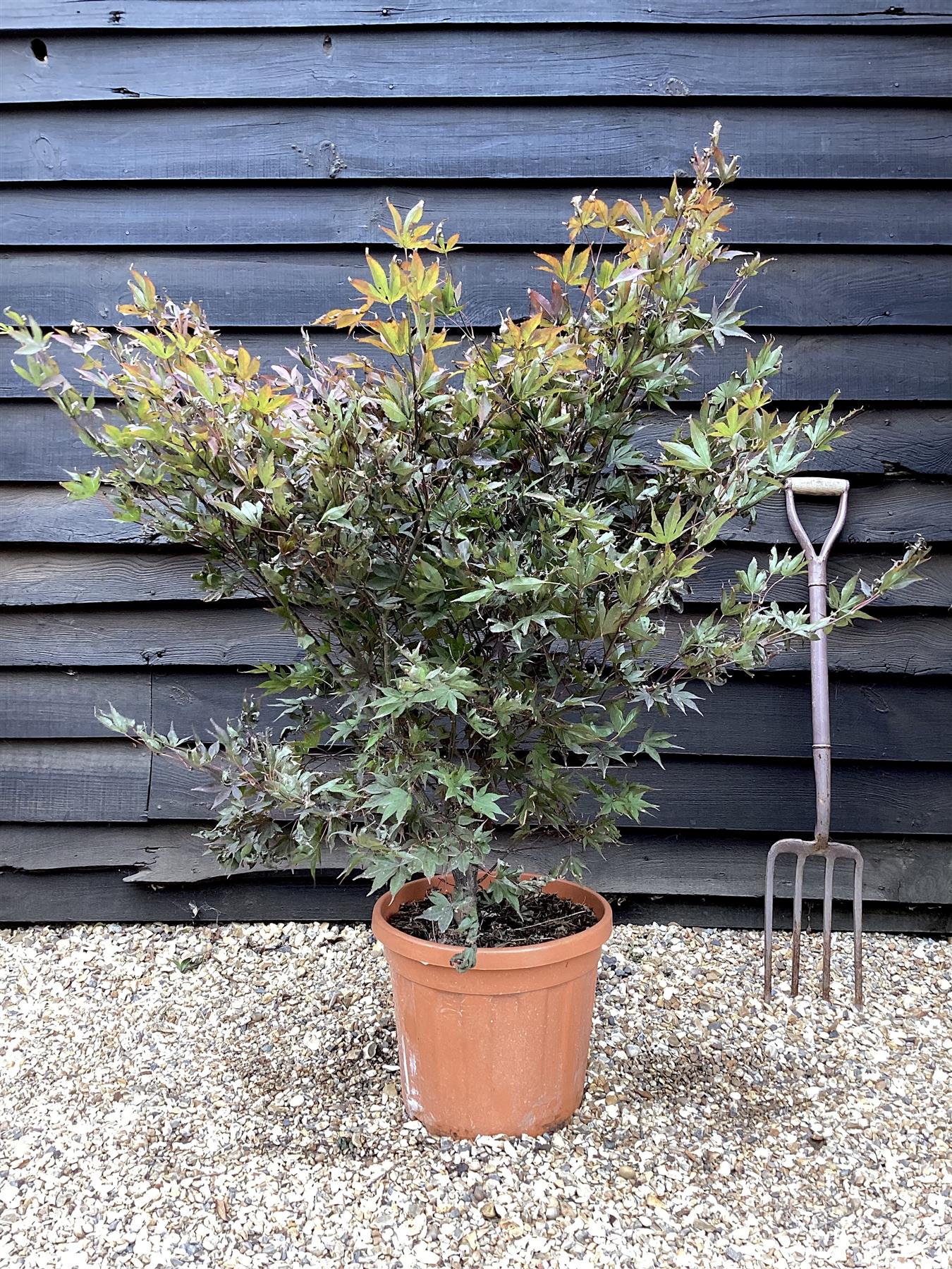 Acer palmatum 'Bloodgood' | Japanese maple 'Bloodgood' - 100-150cm - 30lt