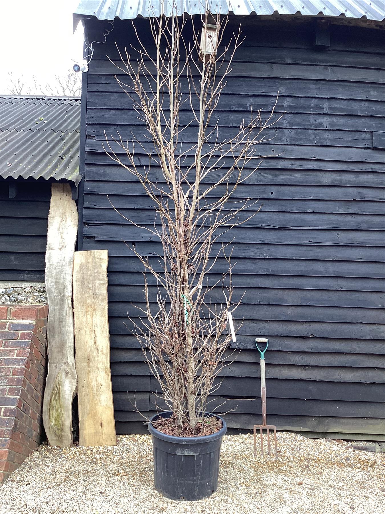 Liquidambar styraciflua | Sweet Gum Tree - 350-370cm, 55lt