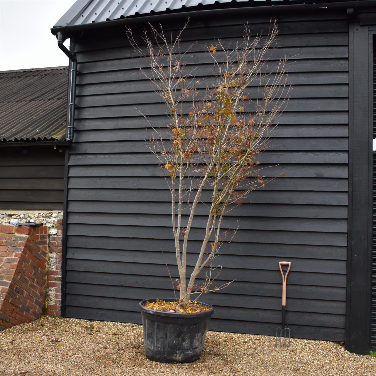Acer palmatum Linearilobum | Japanese maple  'Inosukaza' - Specimen Tree - Height 300-330cm - 180lt