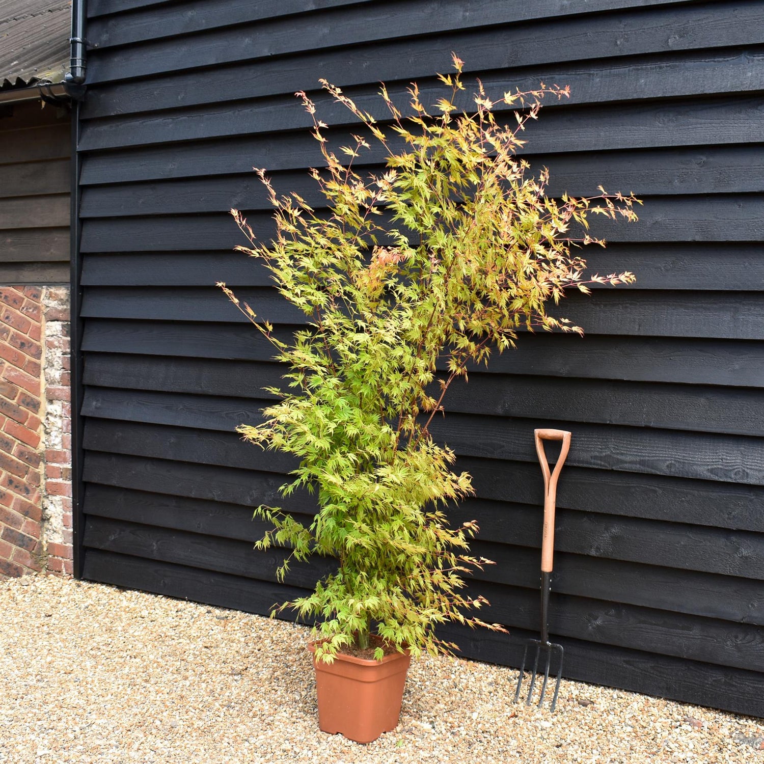 Japanese Maple | Acer palmatum 'Orange Lace' - Bushy - Height 100-130cm - 18-20lt