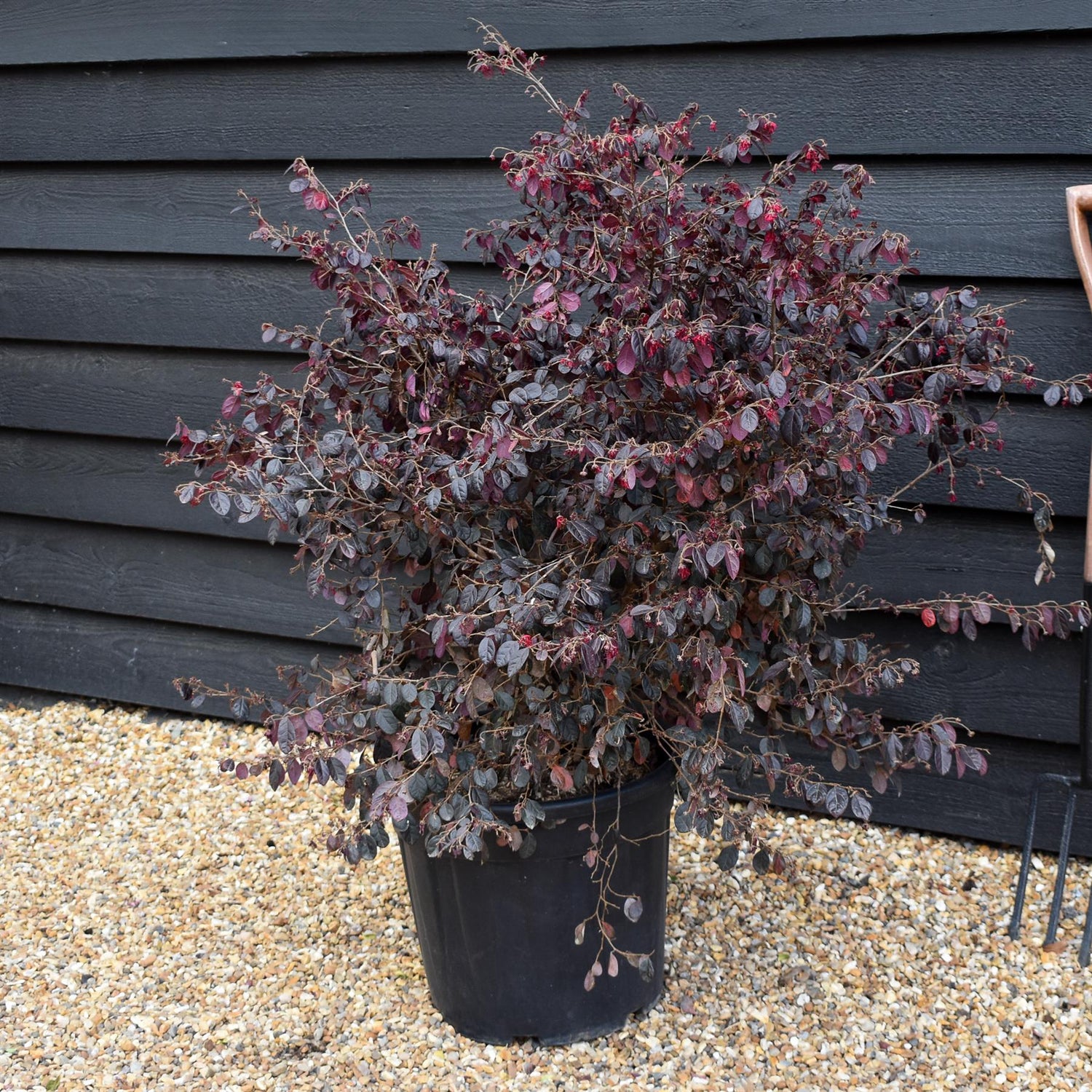 Loropetalum chinense Black Pearl | Chinese Fringe Flower -  Height 80-100cm - 25lt