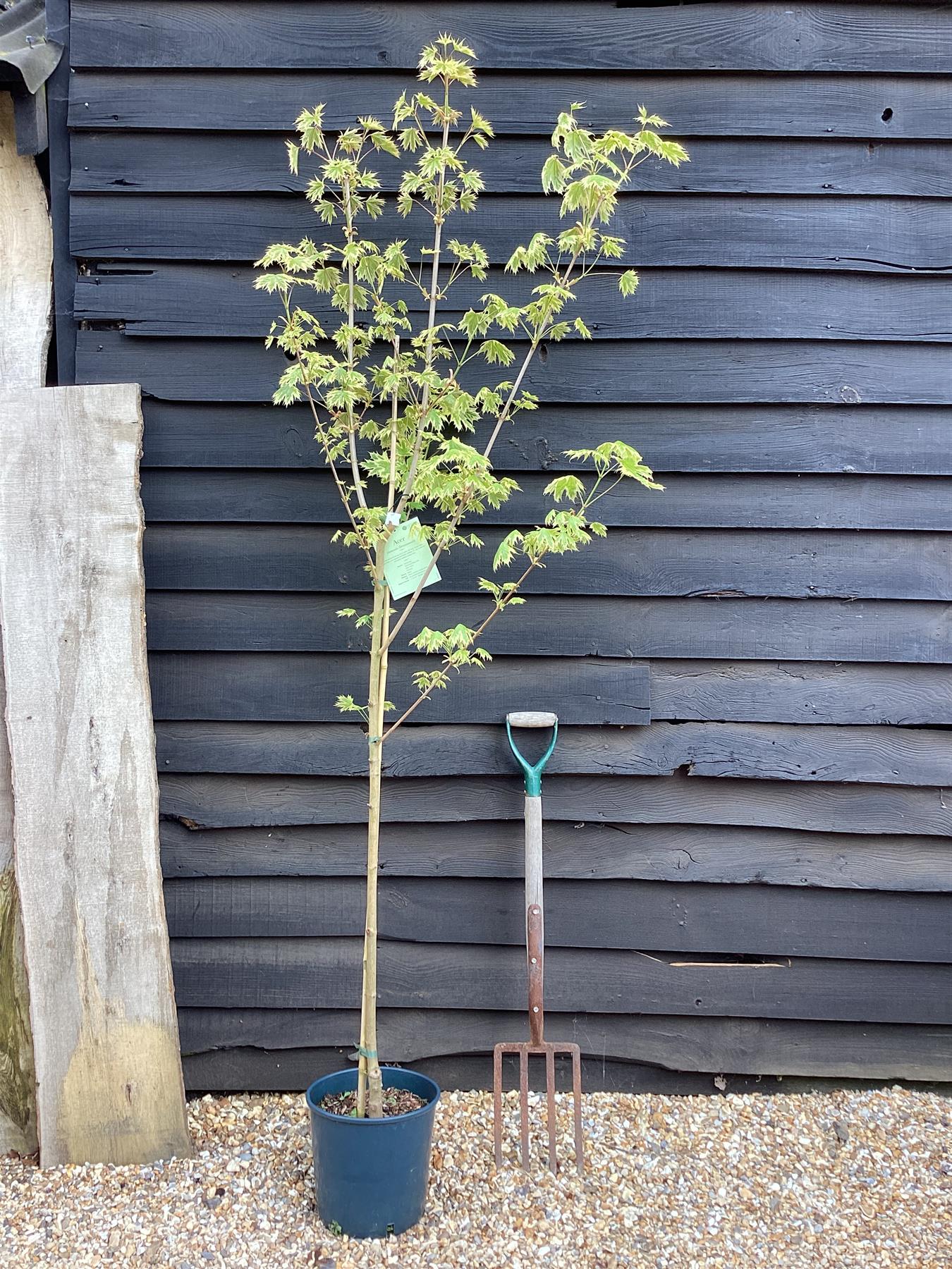 Acer Platanoides 'Drummondii' | Norway Maple 1/2 std Clear Stem - 150-180cm, 10lt