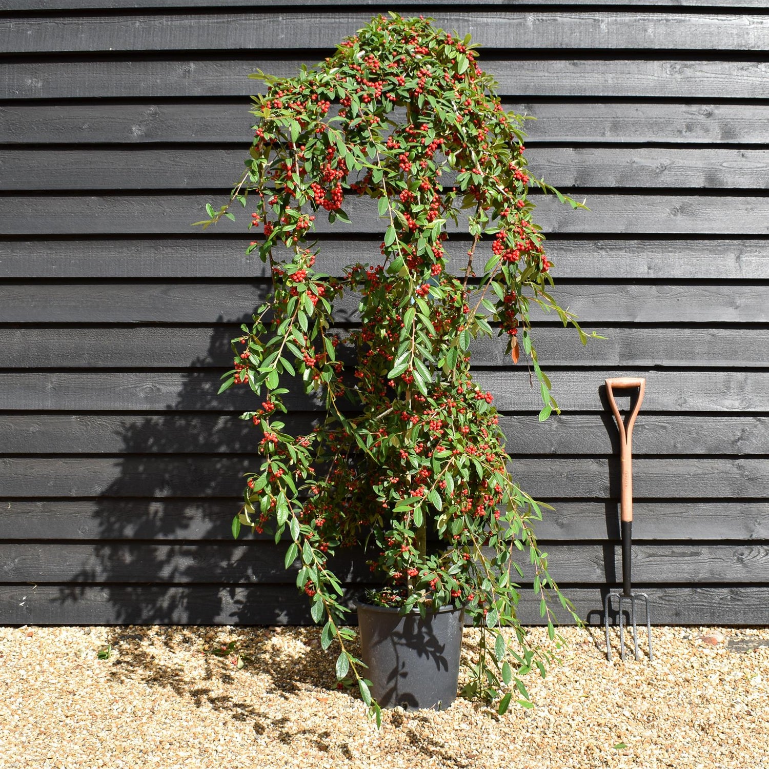 Cotoneaster 'Hybridus Pendulus' | Weeping Cotoneaster - 150-180cm, 10lt