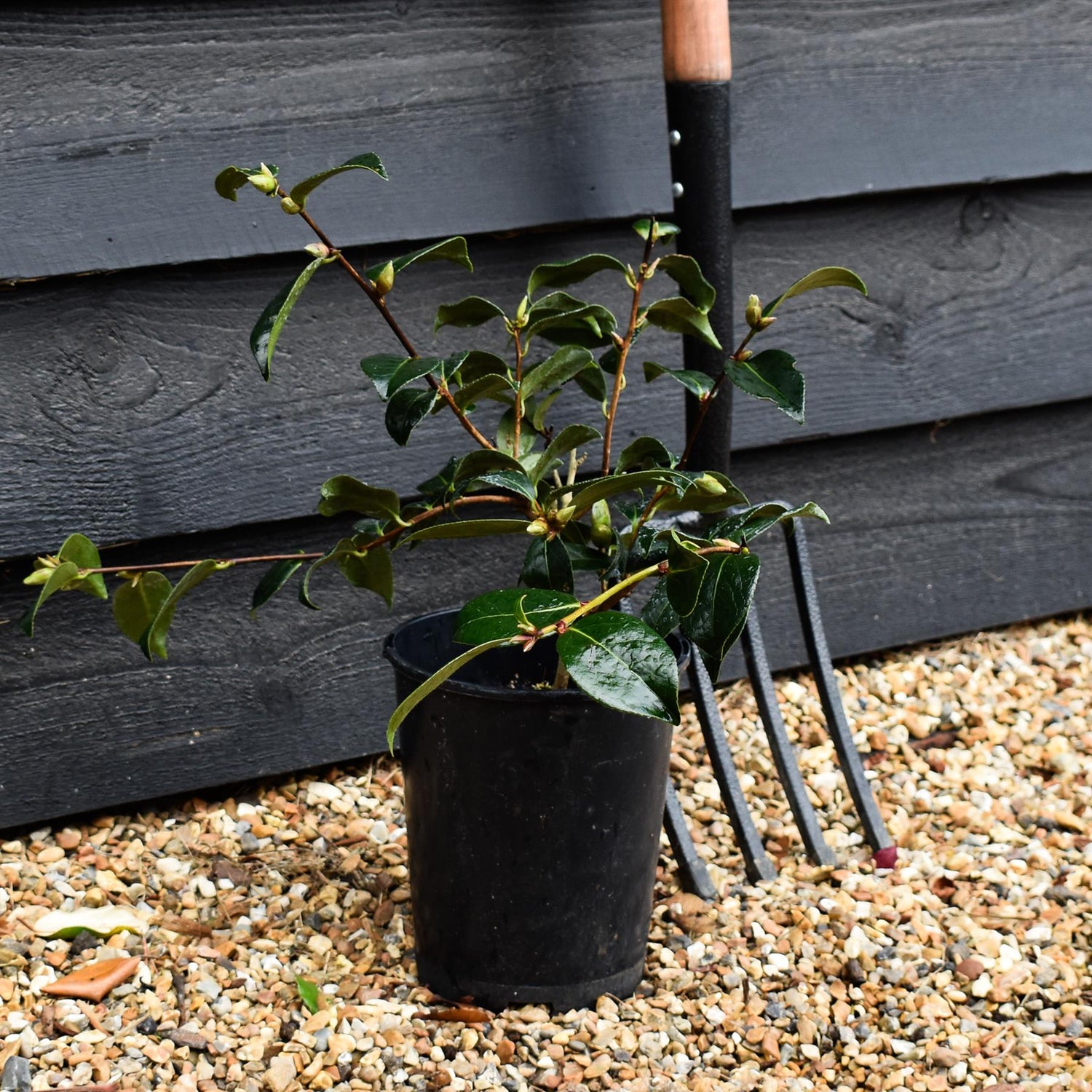 Camellia x williamsii 'Donation' - 3lt