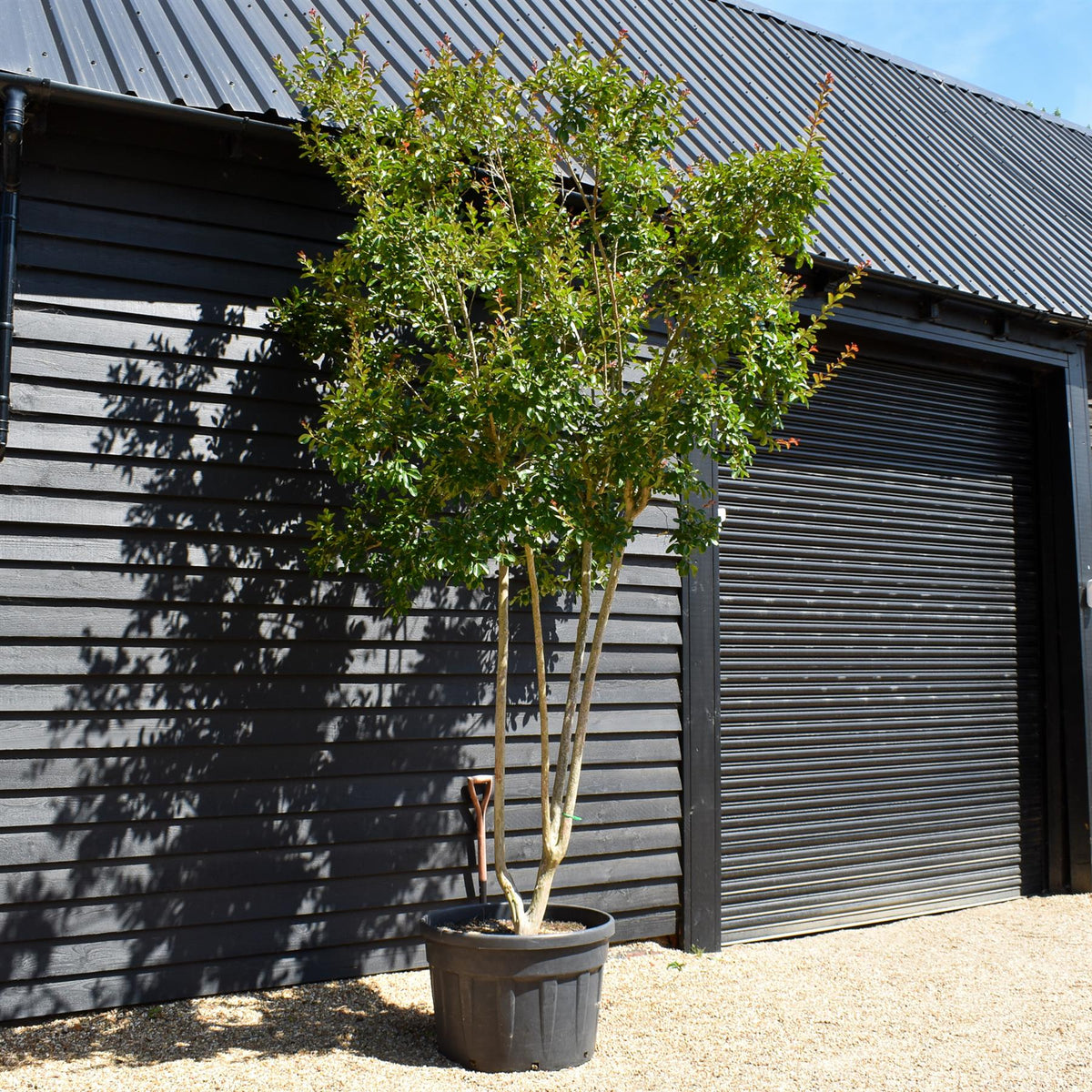 Lagerstroemia Indica | Crape myrtle - Mature Tree - 380-400cm - 180lt