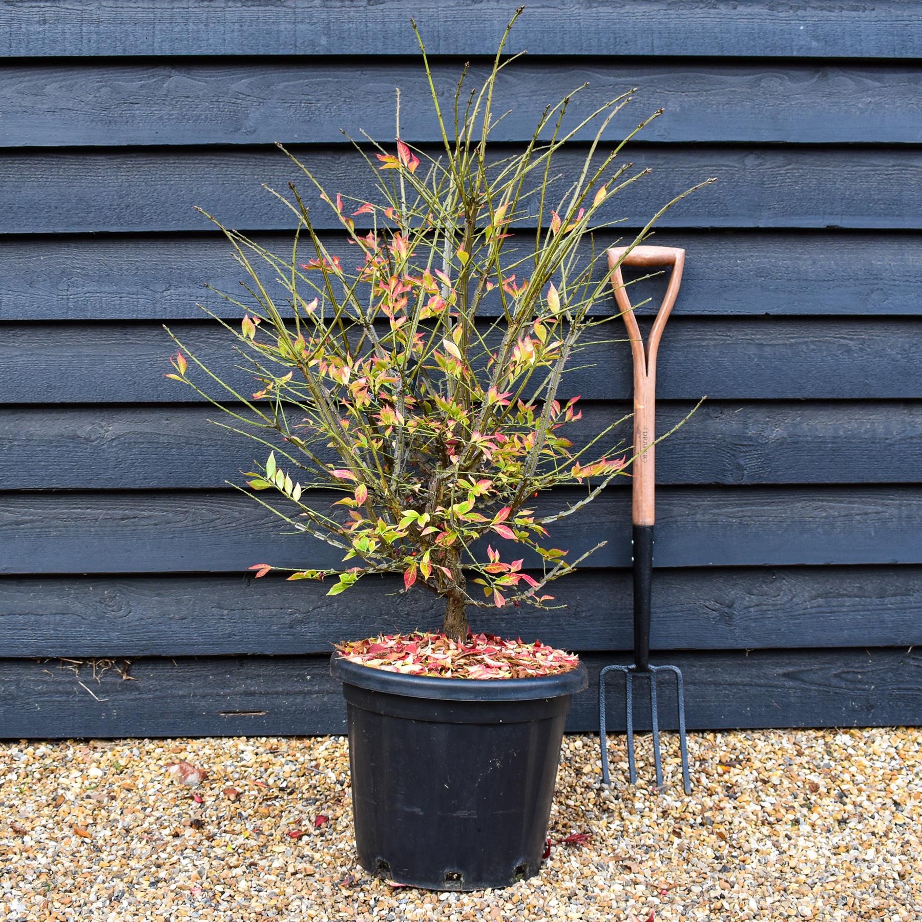 Arandel Tree Winged Spindle Tree | Euonymus Alatus - Height 90-110cm - 25lt ...