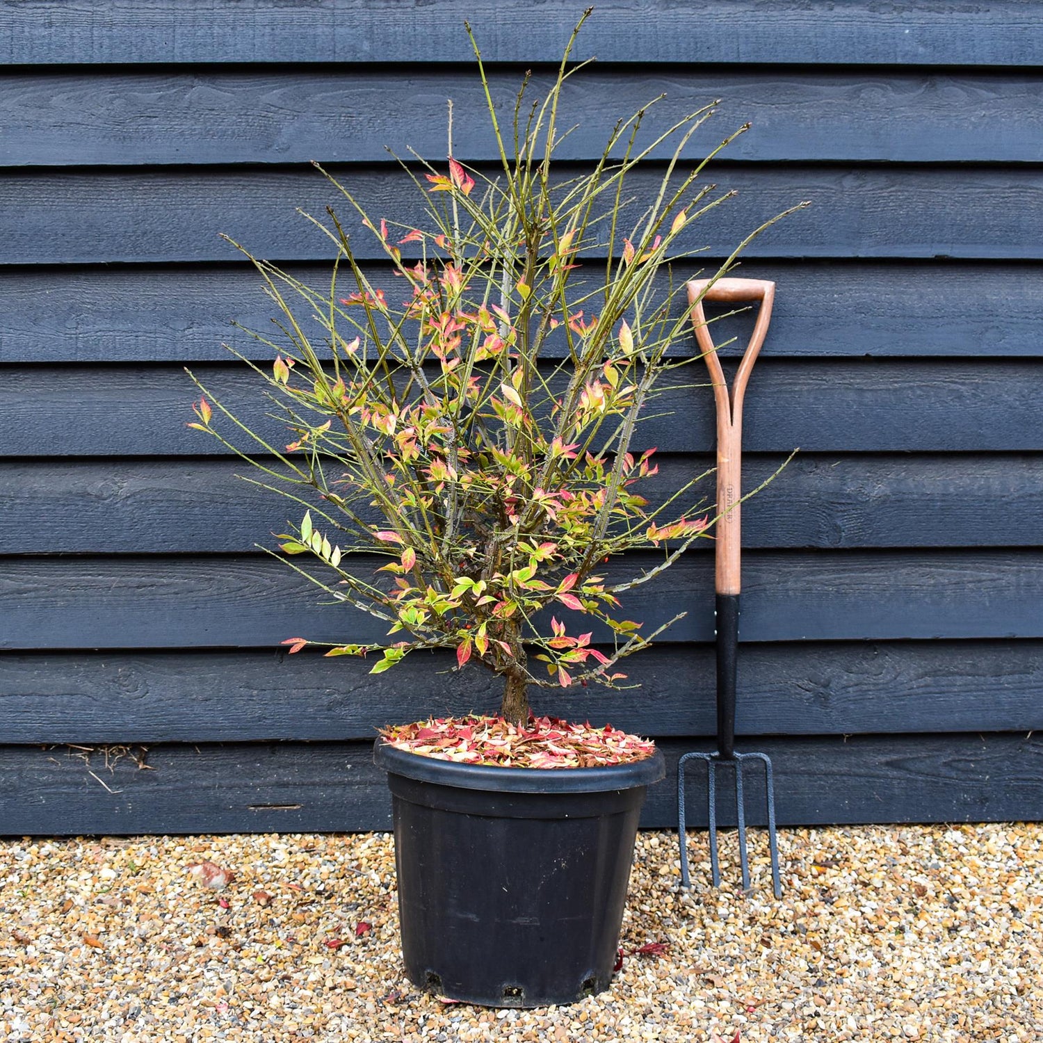 Winged Spindle Tree | Euonymus Alatus - Height 90-110cm - 25lt