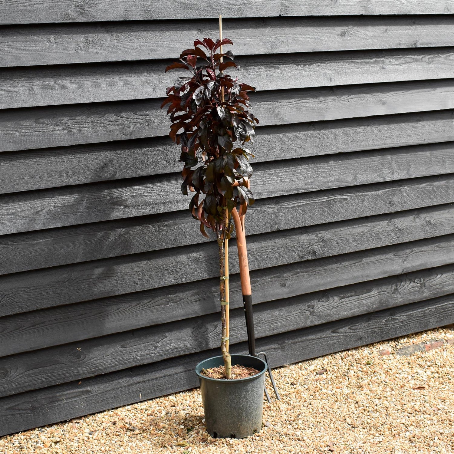 Crab apple | Malus toringo 'Aros'  - 100cm - 12lt