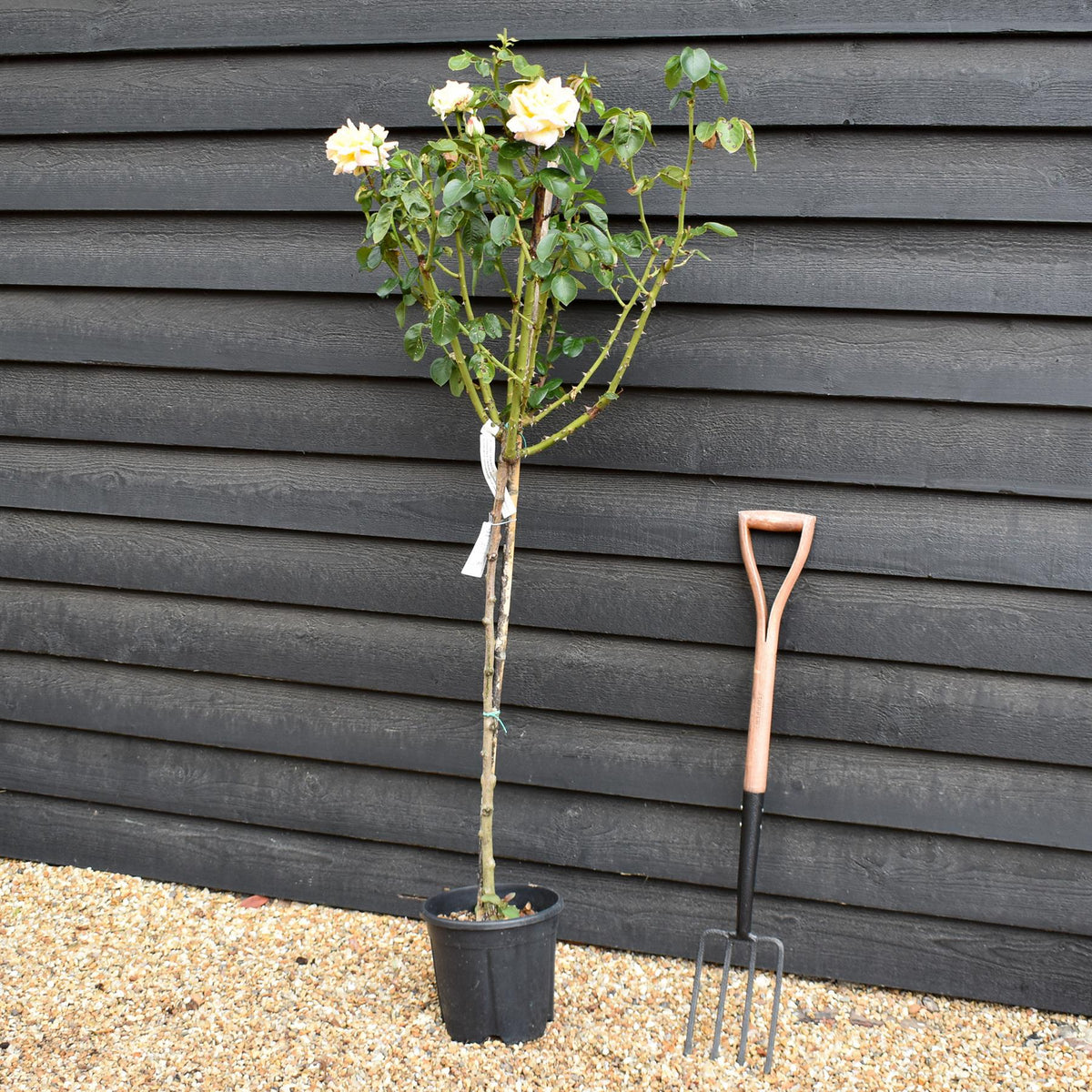 Rose 'Giallo Sfumato' - Clear Stem 80-90cm - Height 130-160cm - 18lt
