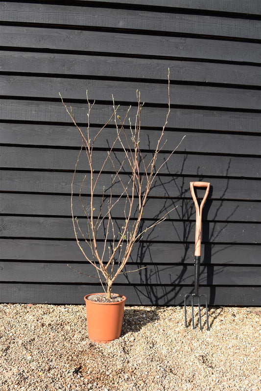 Magnolia Stellata - Bush - 140-150cm -10lt