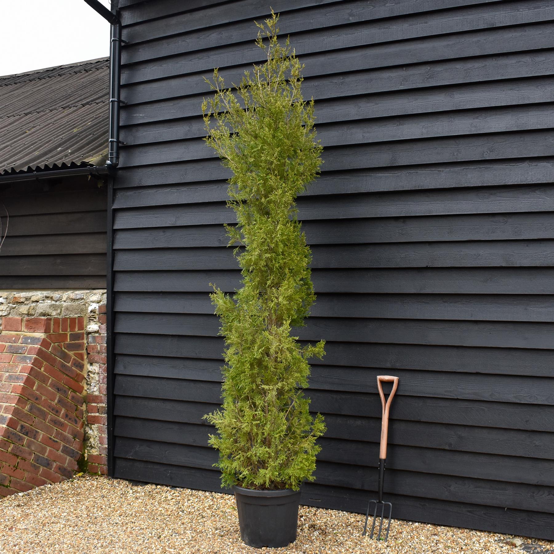 Cupressocyparis Leylandii Pyramidalis - Height 280-300cm - 30lt