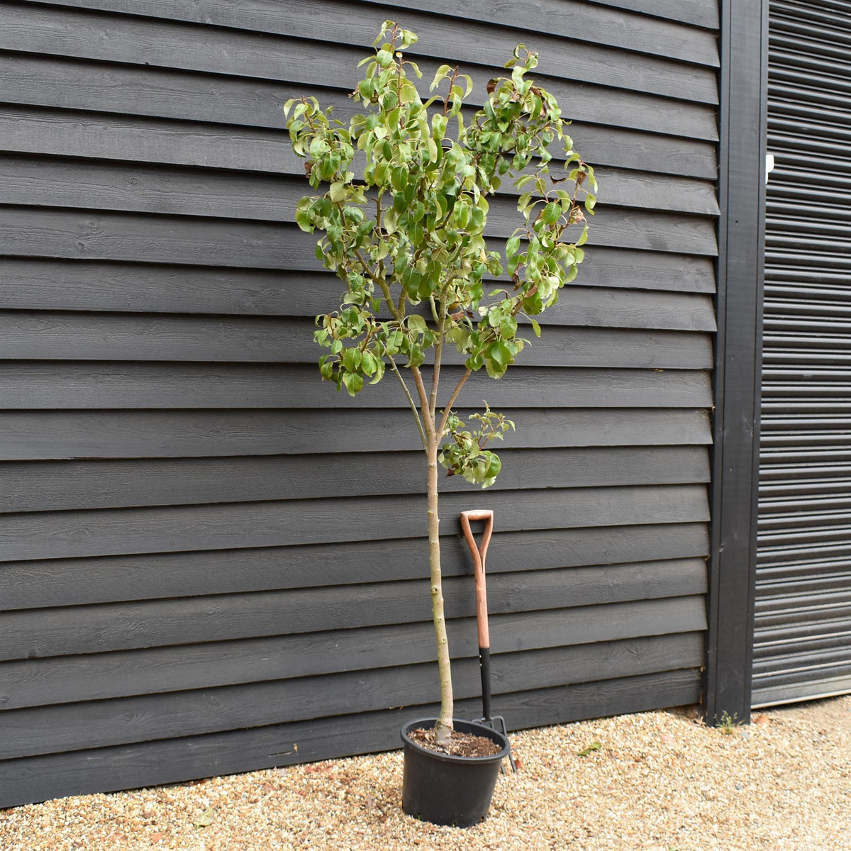 Pear tree 'Conference' | Pyrus communis - Half Standard- Height 160-180cm - 20lt