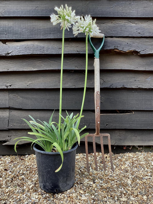 Agapanthus - 40/50cm, 15lt