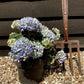 Hydrangea Original Mophead - Blue  | Hydrangea 20-30cm - 5lt