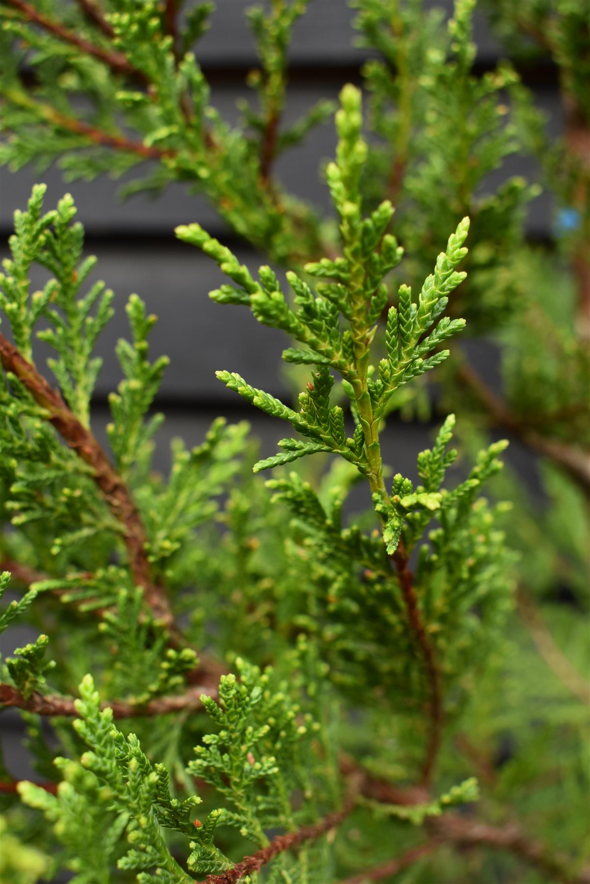Cupressocyparis leylandii 'Castlewellan Gold' - 150-160cm - 20lt