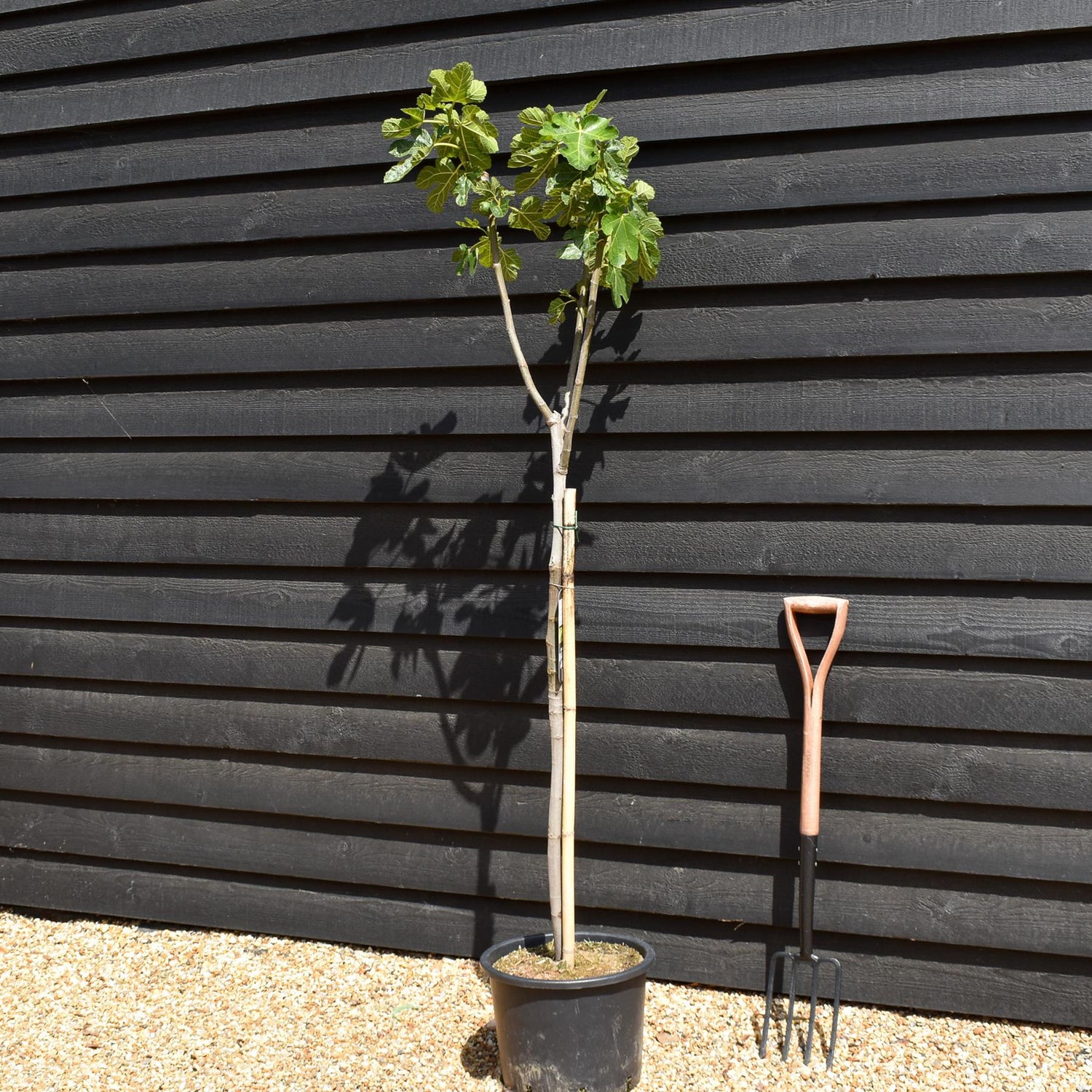 Fig - Ficus carica 'Madeleine deux Saisons'- Clear Stem 80-90cm - Height 160-170cm - 20lt