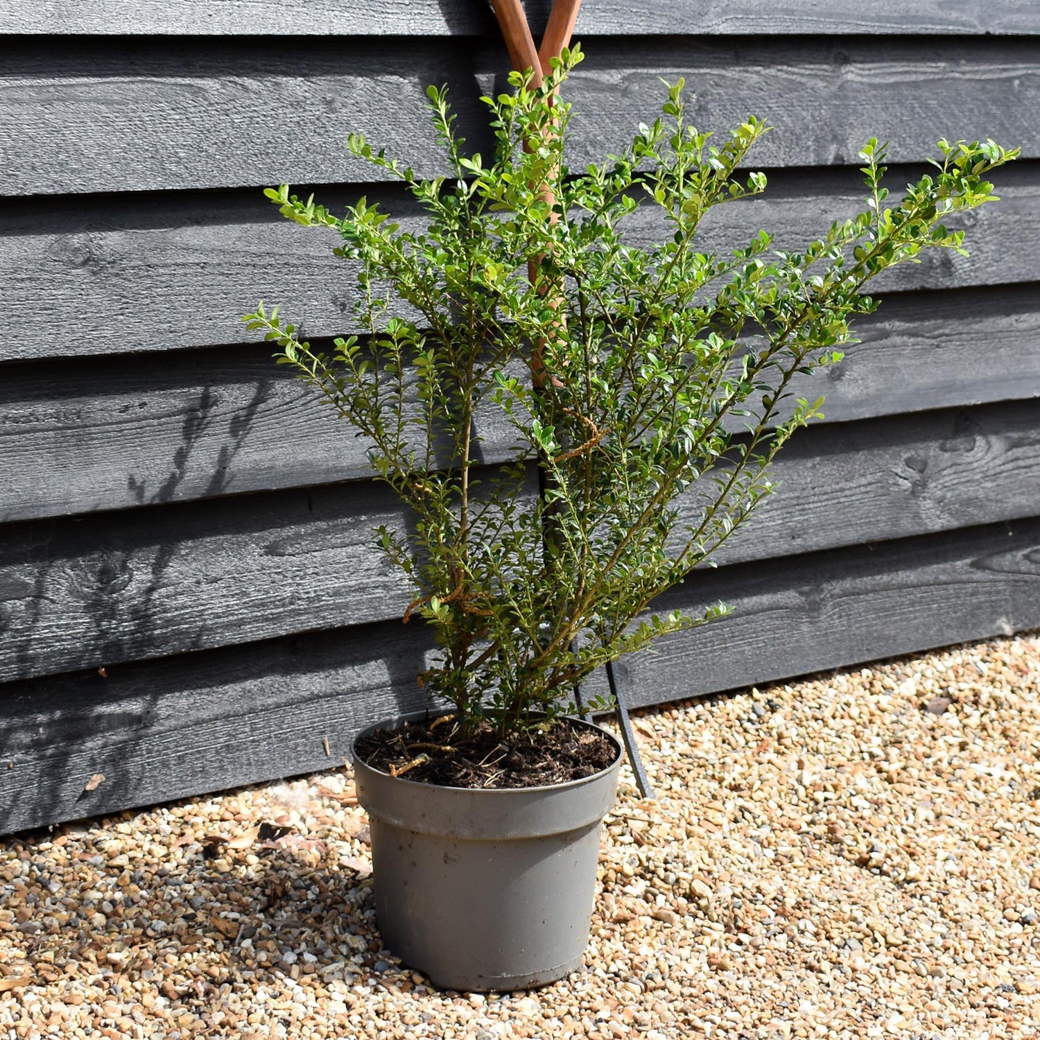 Ilex Crenata | Japanese Holly - Shrub - Height 70-90cm - 3lt