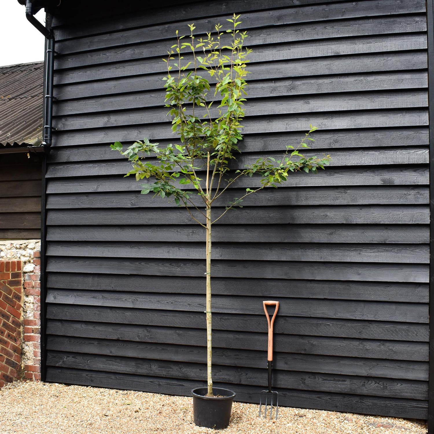 Amelanchier x grandiflora 'Robin Hill' | Serviceberry - Height 280-320cm - Girth 6-8cm - 20-35lt