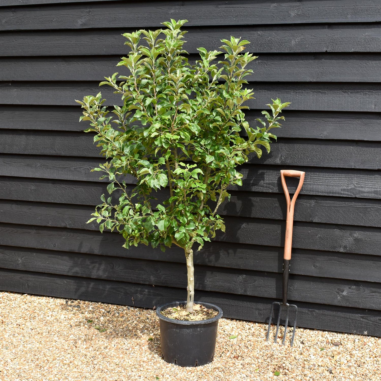 Apple tree 'Garden Sun Red' Nano |  Semi Dwarfing - Height 100-11cm - 20lt