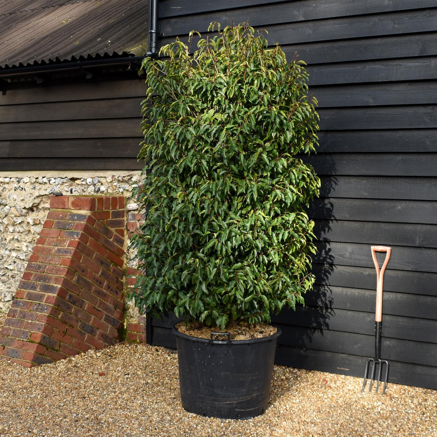 Portuguese Laurel | Prunus lusitanica 'Angustifolia'  - Bushy - Height 190-200cm - Width 110-120cm - 130lt