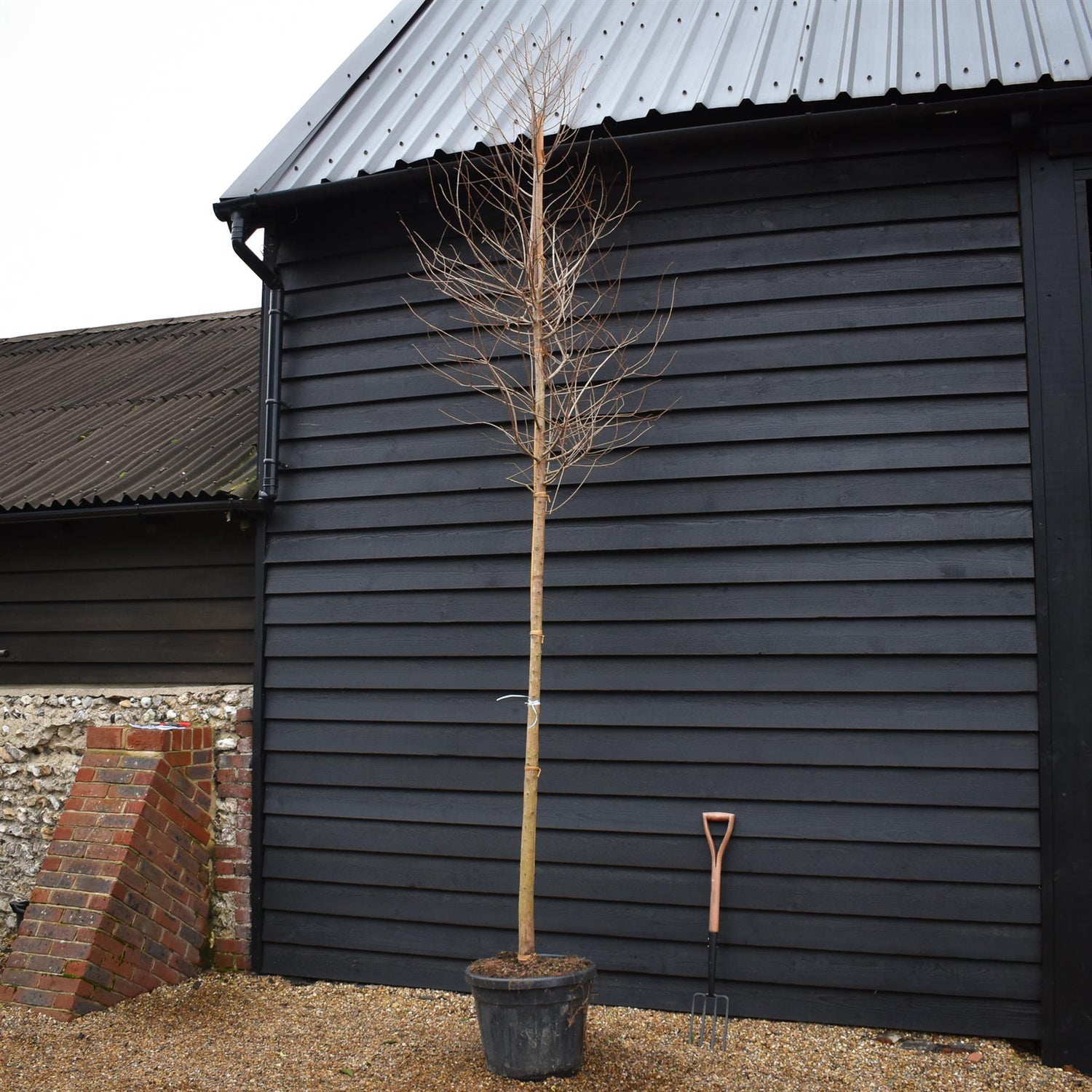 Taxodium distichum | Bald Cypress - Standard - Clear Stem 180-190cm - Girth 12-14cm - Height 380-400cm - 70lt