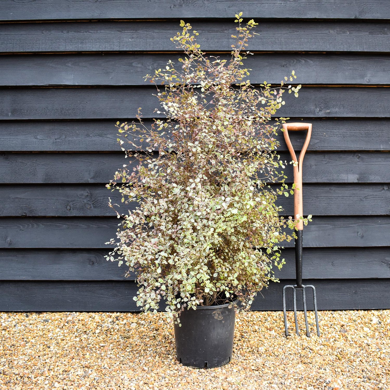 Pittosporum 'Silver Magic' - Height 110-120cm -12lt