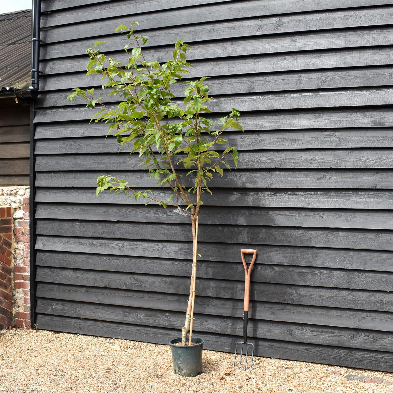Prunus Avium Plena | Wild Cherry Tree, Height 190-210cm - 10lt