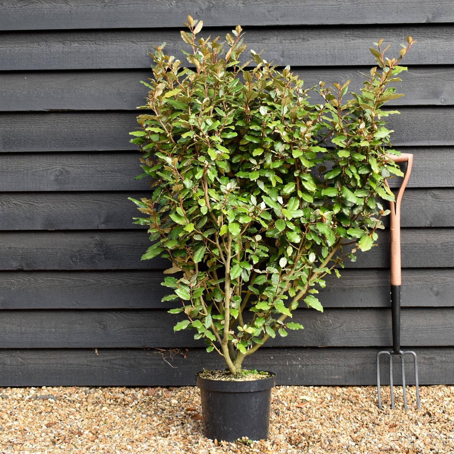Elaeagnus ebbingei Compacta Height 80-1200cm - 10lt