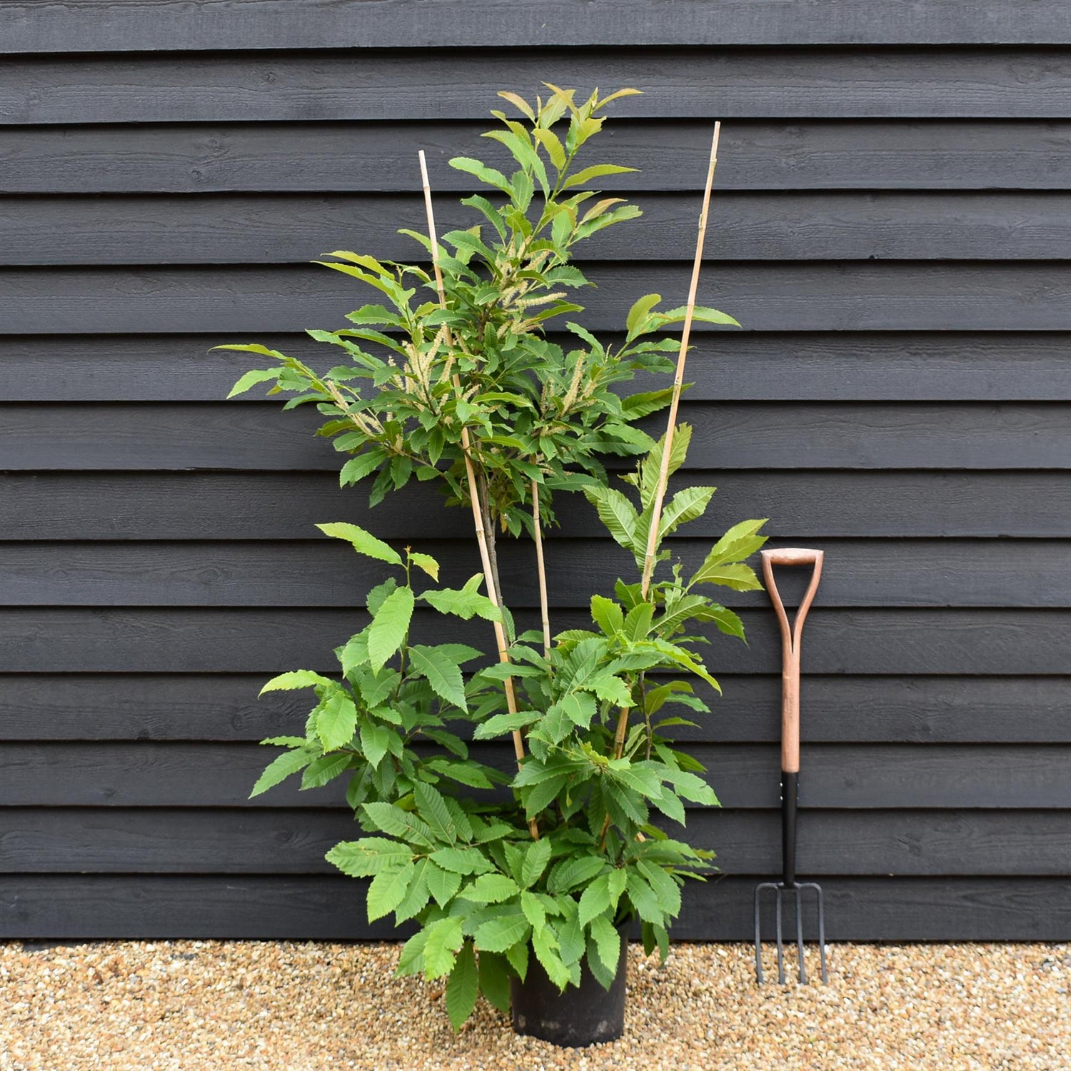 Sweet Chestnut | Castanea sativa - Multistem - Height 150-200cm - 12lt