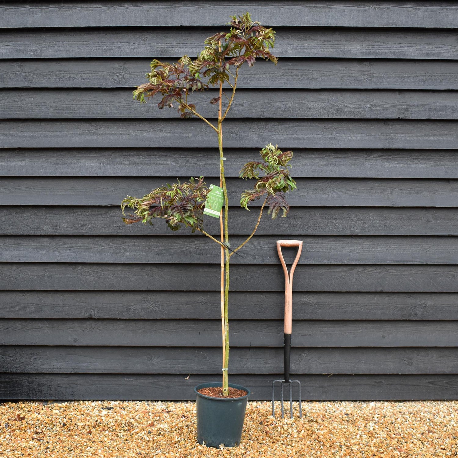 Albizia Julibrissin Summer Chocolate | Silk Tree - Height 160-180cm - 12lt