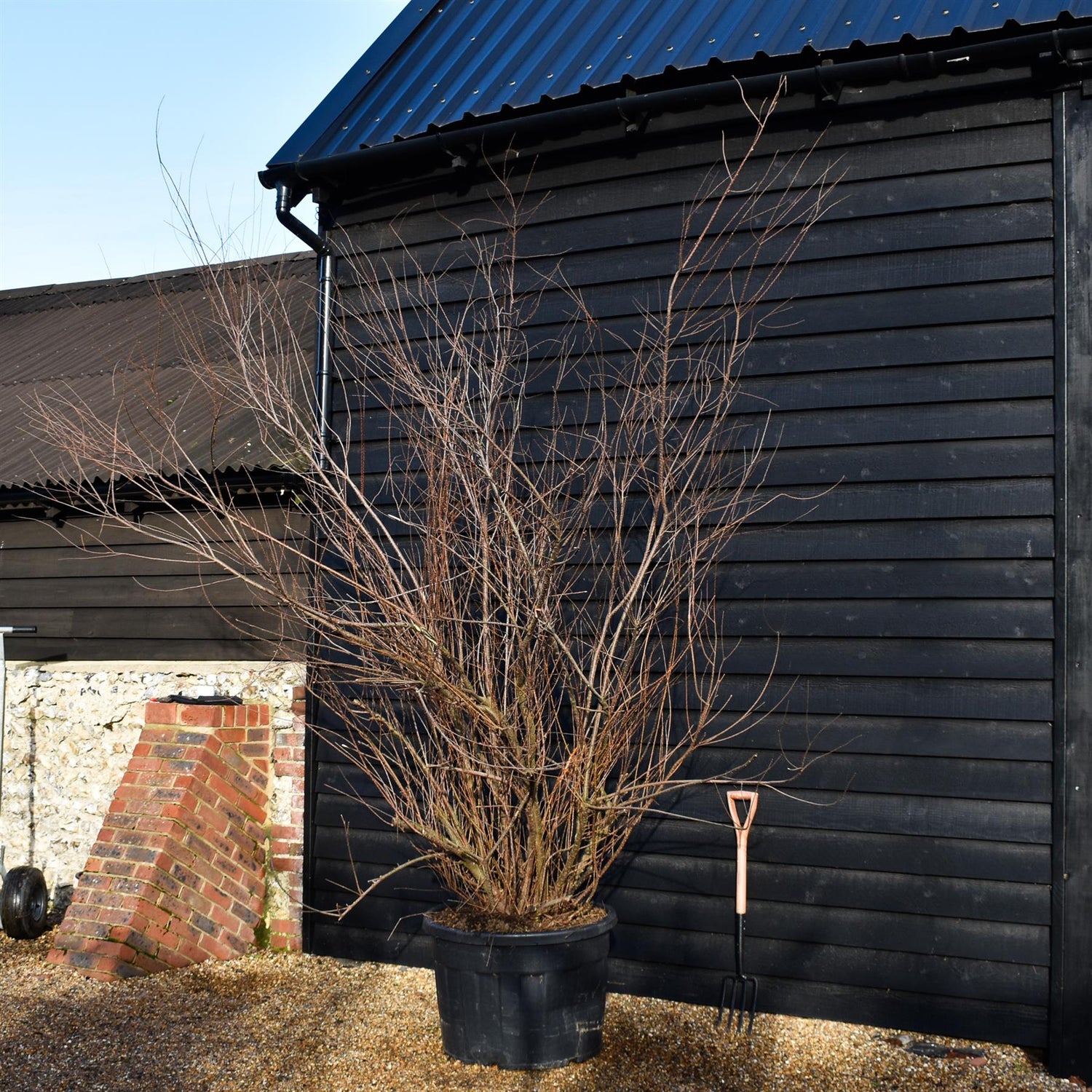 Tamarix Tetrandra | Four-stamen tamarisk -  Bushy Tree - Height 250-300cm - 180lt