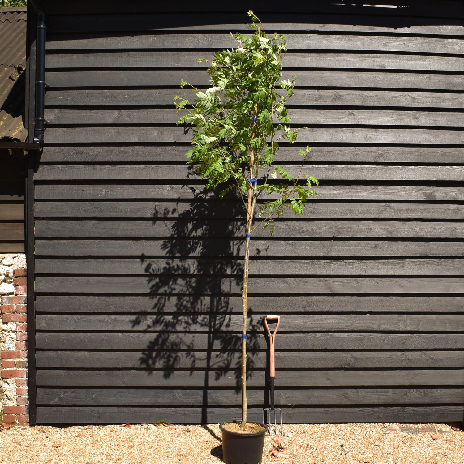 Rowan tree | Sorbus aucuparia | European Mountain Ash - Height 220-260cm - Girth 6-8cm - Pot Grown - 20lt