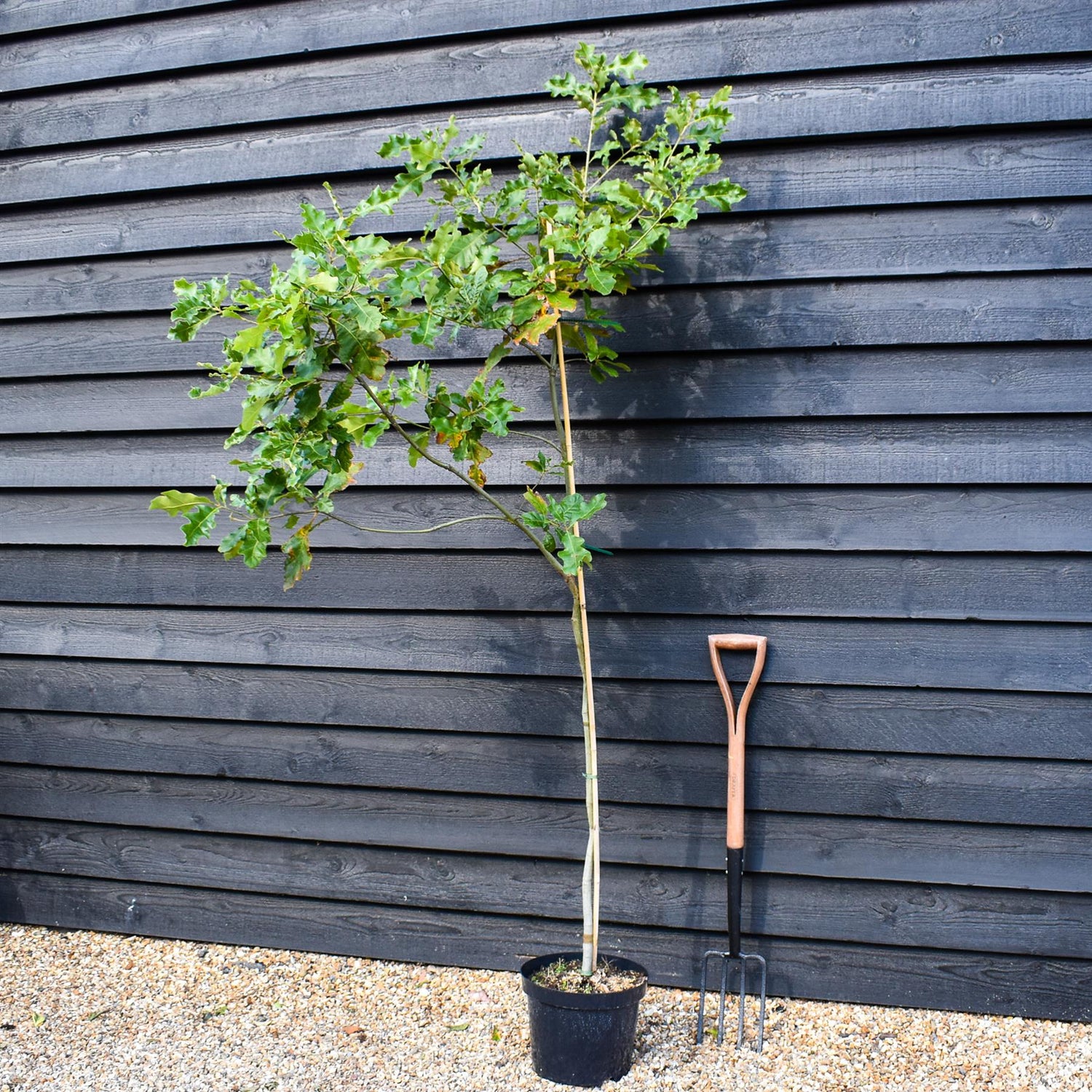 Cherrybark Red Oak | Quercus falcata 'Pagodifolia' - Height 180-200cm - Pot Grown - 10lt
