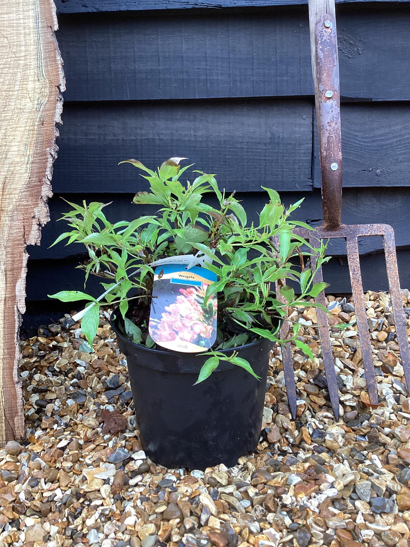 Weigela All Summer Peach - 90-110cm, 5lt