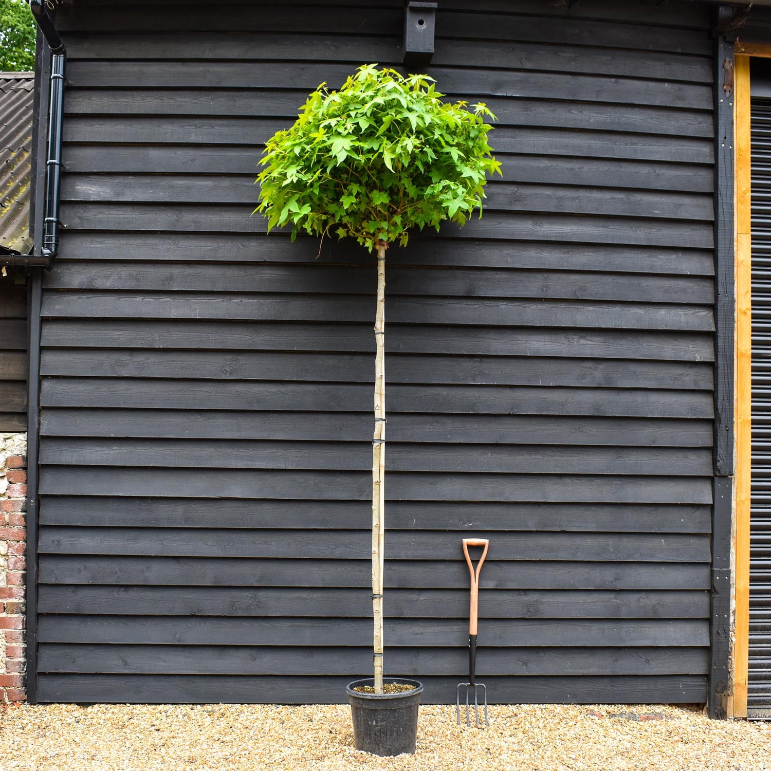 Liquidambar styraciflua 'Gum Ball' - Standard - Clear Stem 200cm - Girth 8-10cm - Height 270cm - 18lt