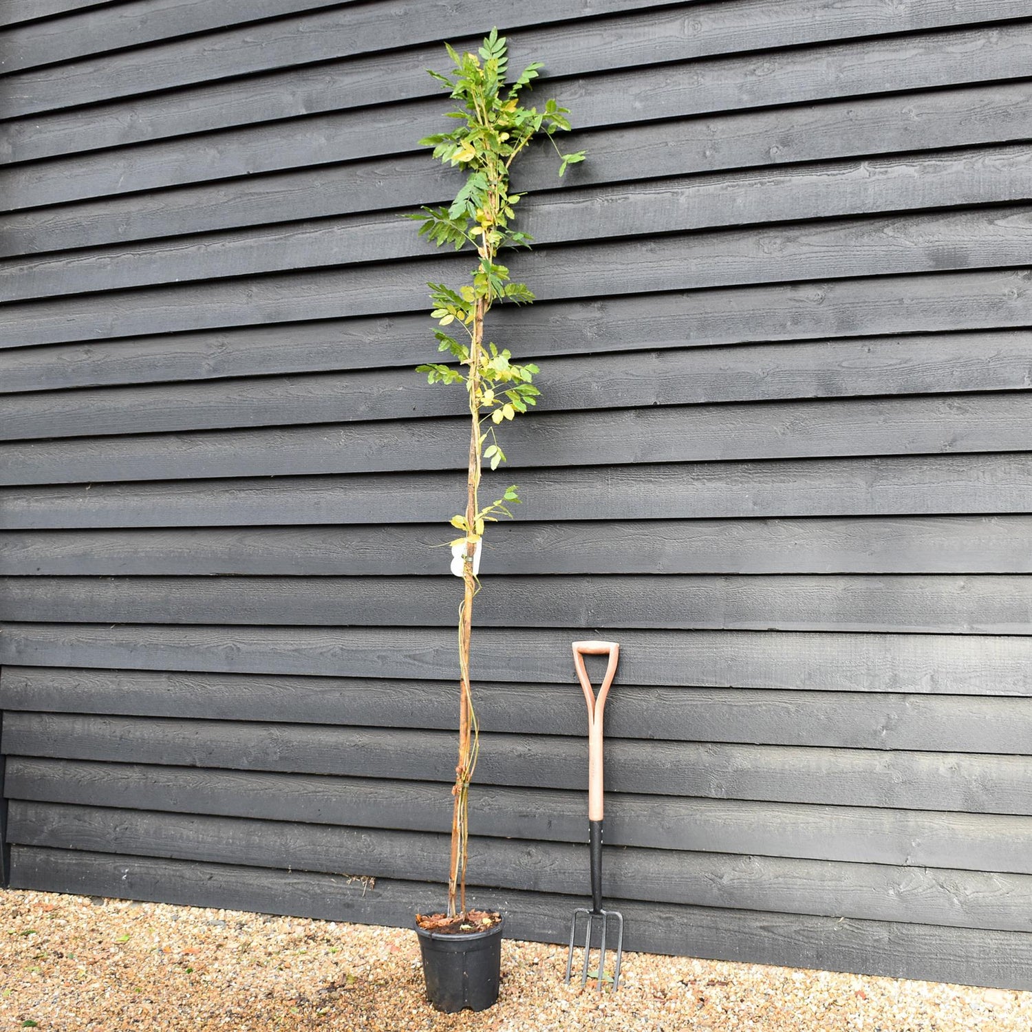 Wisteria floribunda | Japanese wisteria 'Longissima Alba' - Cane - Height 180-200cm - 9lt