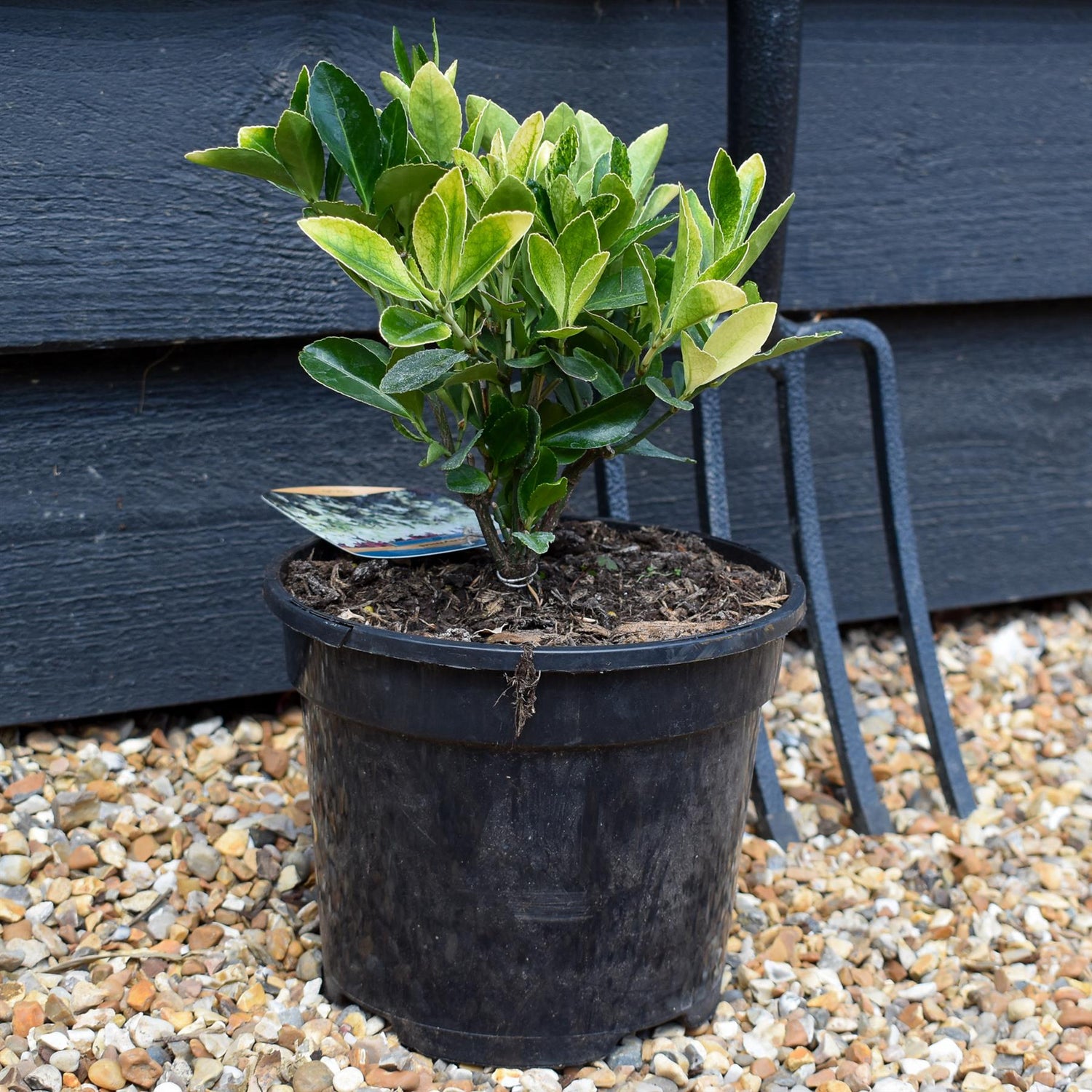 Euonymus japonicus 'Himalaya' - Shrub -  Height 15-25cm - 2lt