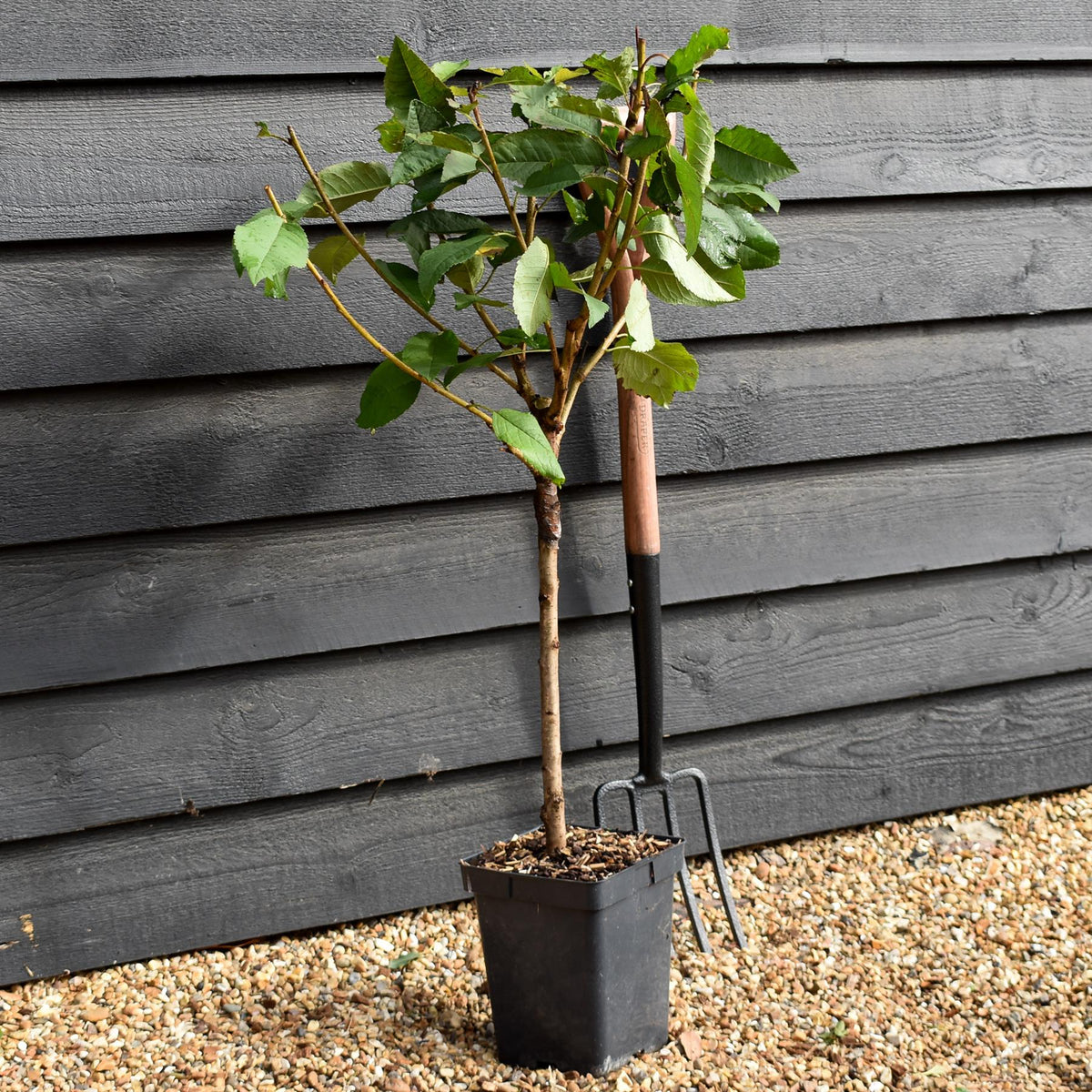 Prunus avium 'Regina' | Sweet Cherry 'Regina'  - Patio Rootstock - Height 80-100cm, 7lt