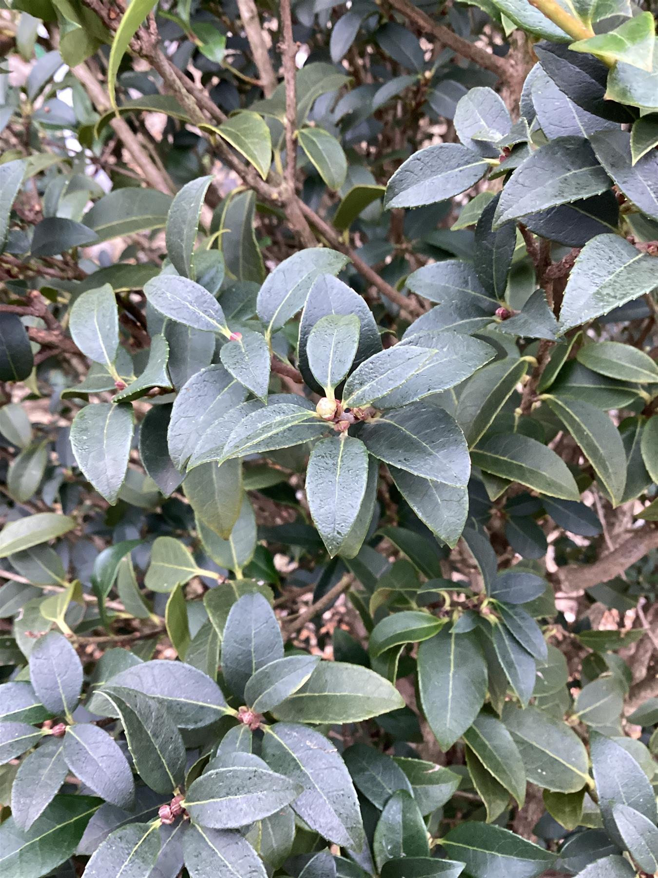 Osmanthus x burkwoodii | Burkwood Osmanthus - 90lt