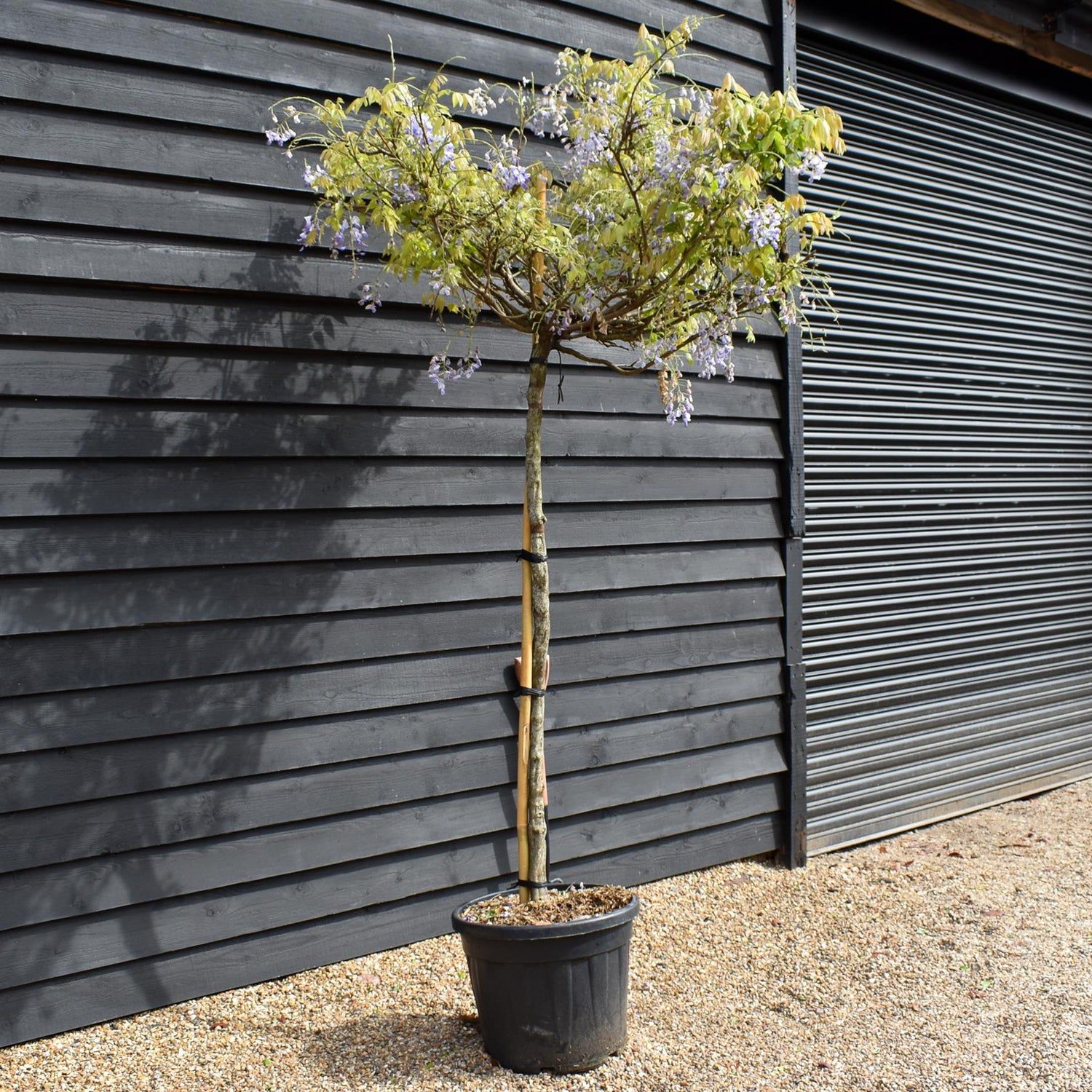 Wisteria brachybotrys 'Showa-beni' Clear Stem 140cm - Girth 10-12cm - Height 200-220cm - 55lt
