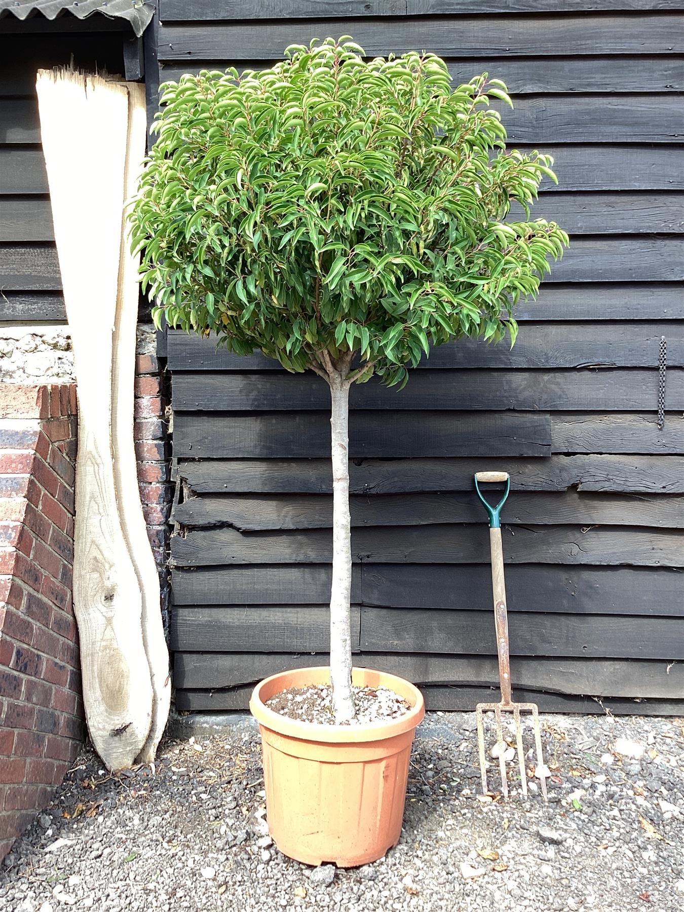 Prunus lusitanica 'Angustifolia' 1/2 std Clear Stem - 120-140cm, 20lt